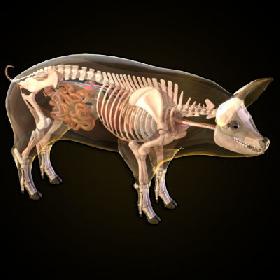 Pig anatomy